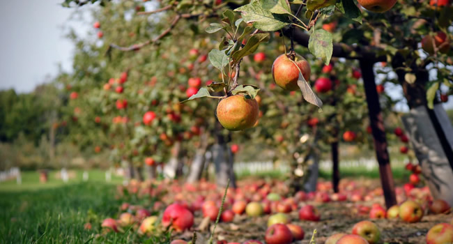 great-ayton-yatton-house-apple-pressing-day